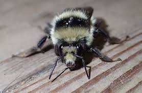 Image result for Bombus cingulatus