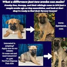 Pound puppy rescue is a 501 (c)3 nonprofit founded in 2001. Dps Rescue On Twitter Shepherd Lovers We Ve Got The Cutest Litter Of Puppies Around And They Re Looking For Their Furever Homes Just In Time For Xmas Apply Now Or Come On Out