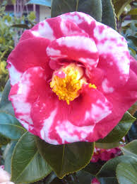 Camellia Japonica Adolphe Hillarie Austria 1956 Camellia Japonica Flowers