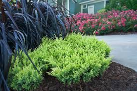 See more ideas about privacy landscaping, backyard landscaping, landscape design. How To Grow Care For Juniper Shrubs Trees Garden Design