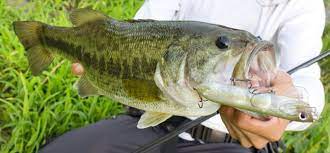 Ils sont donc idéals pour les. Le Black Bass Technique De Peche Comptoirdespecheurs