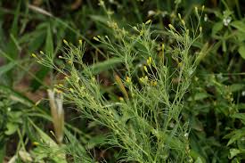 Image result for Schkuhria pinnata