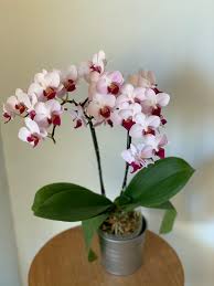 Check spelling or type a new query. Tips On How To Care For Phalaenopsis Orchids In The Tropical Climate The Bali Florist