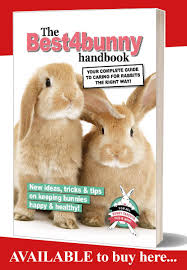 Rabbit Care Advice Best 4 Bunny Rabbit Care Pet Rabbit Care Rabbit
