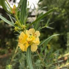 Image result for Heimia salicifolia