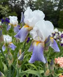 Image result for Pleioceras orientale