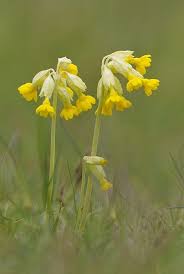 Check spelling or type a new query. Primula Veris Cowslip British Wild Flowers Primula Yellow Flowers Names