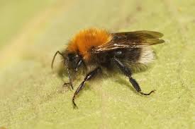 Image result for Bombus hypnorum