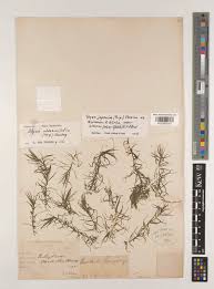 Image result for Blyxa hexandra