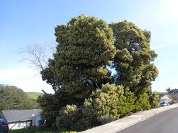 Image result for Acacia melanoxylon