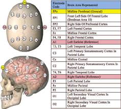 A Semi Schematic Diagram Depicting Dorsal And Sagittal Views