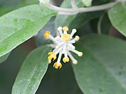 Image result for Buddleja madagascariensis