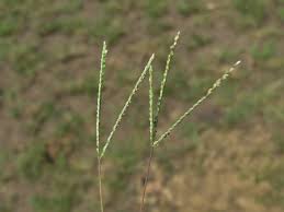 Image result for Digitaria longiflora