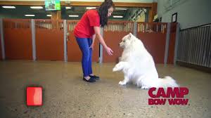 Maybe you would like to learn more about one of these? Franchise With Camp Bow Wow Youtube