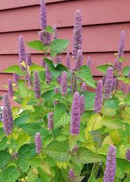 Image result for Baphia multiflora