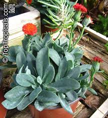 Image result for Kleinia fulgens