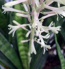 Image result for Sansevieria parva