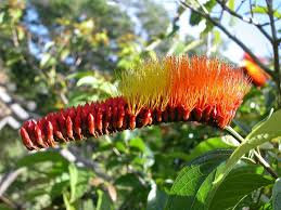 Image result for Combretum sp. A