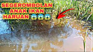Menajur ikan haruan/gabus (kawasan lubok haruan). Segerombolan Anak Ikan Haruan Generasi Pelapis Ni 4 2021 Youtube