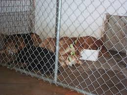 Jun 15, 2021 · cost. Elevated Dog Beds