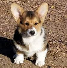 A complete list of all corgi rescue groups located in california and across the usa! Corgi Breeders In California Top 7 2021 We Love Doodles