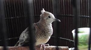 Burung perkutut adalah salah satu hewan peliharaan yang banyak dipelihara di indonesia. Sumber Keberuntungan Hingga Pembawa Sial Ini 5 Mitos Tentang Burung Perkutut Boombastis