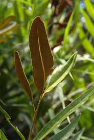 Image result for Acrostichum aureum