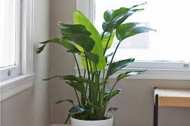 Bird Of Paradise Propagation From Leaf Bird Of Paradise In 2020 Birds Of Paradise Growing Plants Indoors Paradise Plant