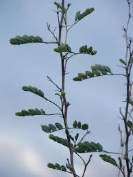 Image result for Grewia pubescens