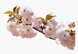 Flower Pink Cherry Nature Rose Blossom Aesthetic Cherry Blossom Hd Png Download Kindpng Flower cherry blossom beautiful bob is a thing ok emoji. flower pink cherry nature rose