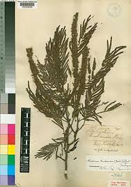 Image result for Newtonia buchananii
