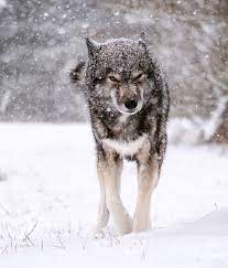 So Everyone Knows This Is Indeed A Purebred Siberian Husky Dog I Follow Ninja On Instagram Ninja Vom Wolf Wolf Spirit Animal Wolf Dog Animals Beautiful