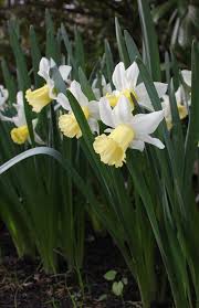 Narcissus February Silver Bulb Flowers Narcissus Daffodils