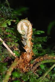 Image result for Elaphoglossum lancifolium