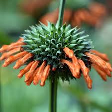 Image result for Leonotis nepetifolia
