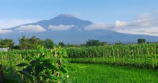 11 Pemandangan Gunung Dan Sawah Yg Indah Indahnya Alam Sawah Yang Hijau Sungai Yang Jernih Dan Gunung Slamet Download Gambar Pema Pemandangan Ubud Pantai