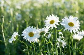 Deadheading Daisies How To Deadhead Shasta Daisies