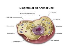 Animal cells have slight differences to the eukaryotic cells of plants and fungi. Quotes About Animal Cell 22 Quotes