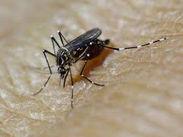 In 2018, an estimated 9.5 million people died of cancer worldwide. Eee Is A Rare Mosquito Borne Virus That Has No Cure And Is Spreading