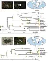 Image result for Cordylostigma virgatum
