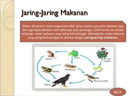 Contoh rantai makanan di ekosistem darat misalnya di hutan, padang rumput, gurun, kebun dan sawah. Gambar Rantai Makanan Ekosistem Sawah Gambar Rantai Makanan Yang Ada Di Ekosistem Nurulku Blog Berikut Ini Adalah Penjelasan Singkatnya Yang Saya Dapatkan Dari Wikipedia Lurlinel Until