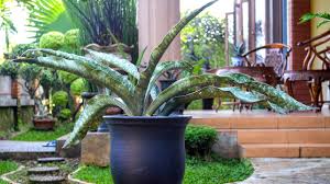 Image result for Sansevieria kirkii