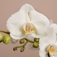 We did not find results for: Care Tips To Enjoy Your Phalaenopsis For A Long Time Opti Flor