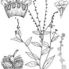 Image result for Cynoglossum lanceolatum