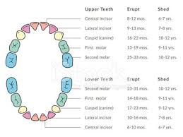 Primary Teeth Chart Stock Vectors And Illustrations