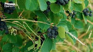 Image result for indiánská borůvka obrázek