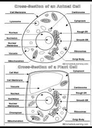 Animal cell image black and white. Draw A Neat And Labelled Diagram Of A Plant And A Animal Cell Brainly In