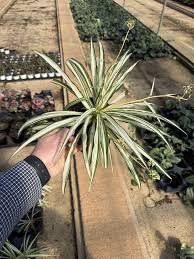 Image result for Chlorophytum pubiflorum