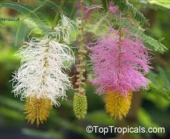 Image result for Dichrostachys