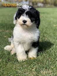 In this article, you will find a list of reputable breeders that have bordoodle puppies. Trading Post Bordoodle Cheap Buy Online